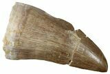 Fossil Mosasaur (Mosasaurus) Tooth - Morocco #259969-1